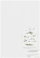 藏品(舌葉蕨藻)的圖片